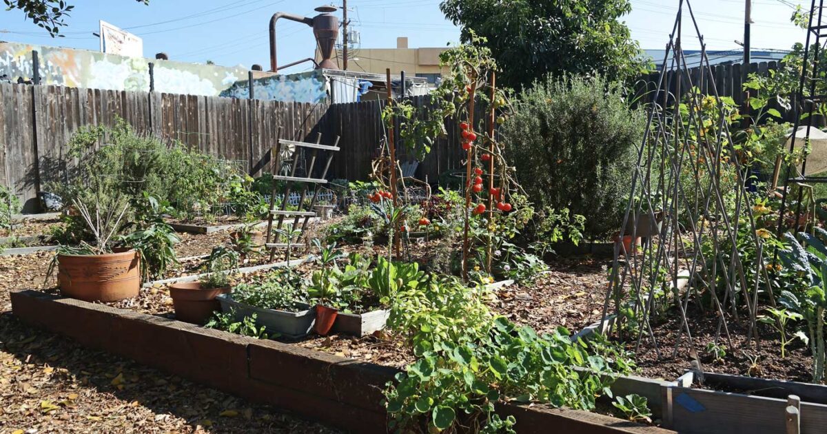 A community garden with bright red tomatoes growing on the vine.