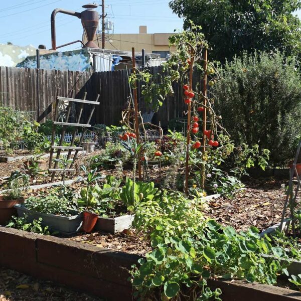A community garden with bright red tomatoes growing on the vine.